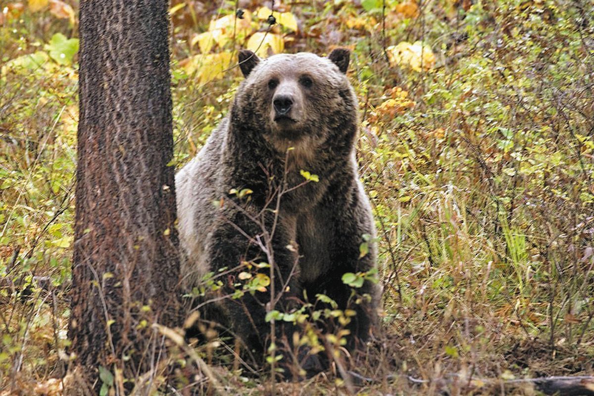 ヒグマOSO18を「怪物」に変えたのはエゾシカ？ 山が「クマの
