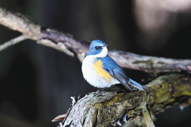 ＜いばらき探鳥記＞ルリビタキ 瑠璃色の小さなロマン：東京新聞デジタル