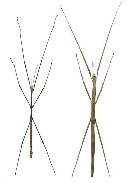 前橋の須藤君が見つけた ナナフシの雄 桐生で１０月まで展示 東京新聞 Tokyo Web