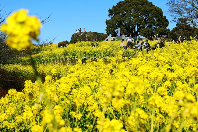 見頃を迎えた吾妻山公園の菜の花。山頂からは、菜の花と一緒に富士山や相模湾も望める＝2022年1月14日、神奈川県二宮町で、伊藤遼撮影