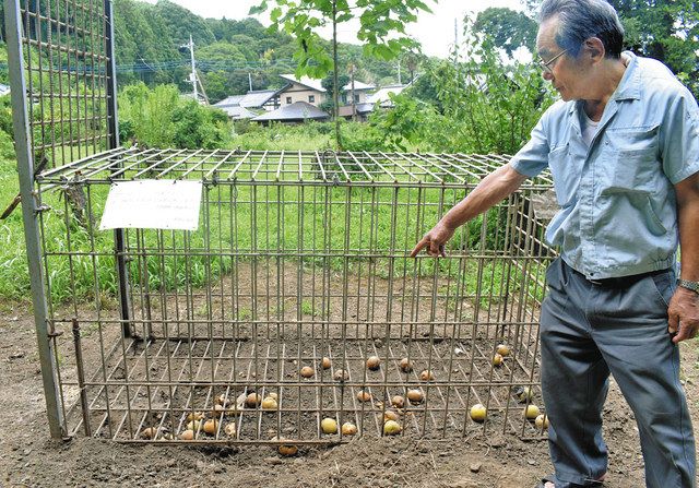 梨でイノシシをおびき寄せて捕獲するわな＝いずれも笠間市で 