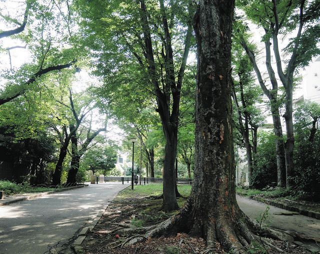 渋谷区の樹木伐採、住民の要請で見直し 玉川上水の緑道、189本切る計画 専門家「健康な木がほとんど」:東京新聞 TOKYO Web