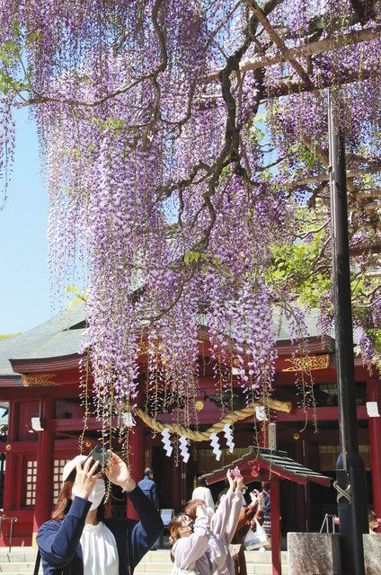 手に届く大藤 笠間稲荷神社 東京新聞 Tokyo Web