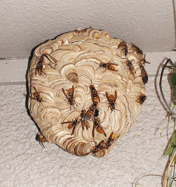 スズメバチの巣　大