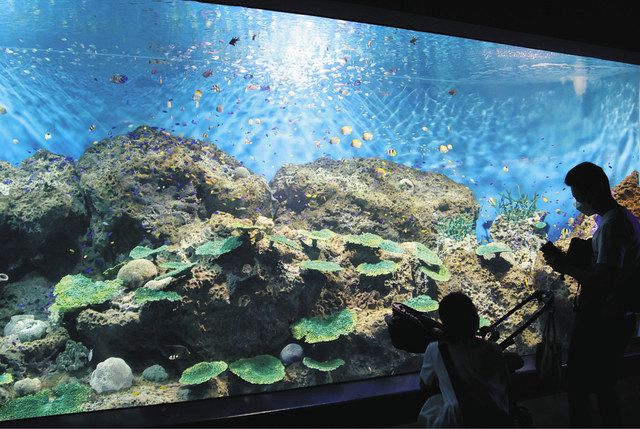 大洗水族館 新水槽 きらめく珊瑚礁の魚たち お目見え 東京新聞 Tokyo Web