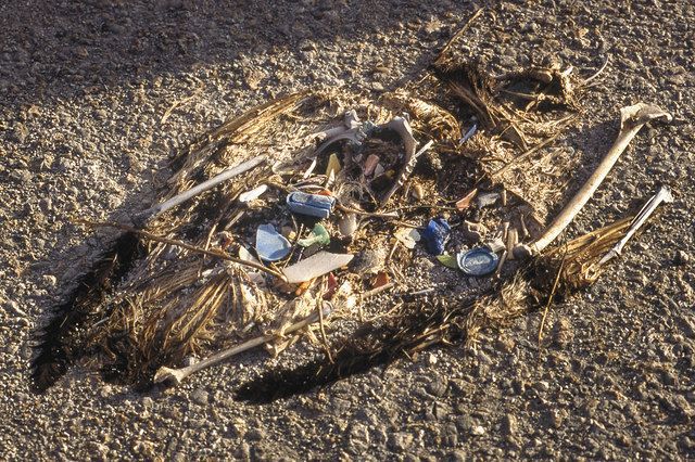 命を落としたコアホウドリからは多くのプラスチックごみが＝米国・ミッドウェー島で