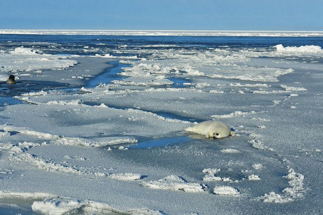 タテゴトアザラシがのった流氷。地球温暖化で生存の危機に見舞われている＝カナダ・セントローレンス湾で