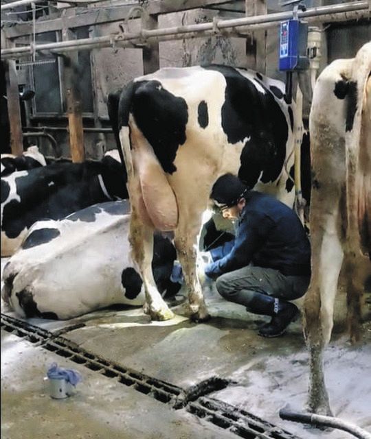 金谷さんの牧場では毎日朝と晩、30頭に搾乳器を付けて生乳を搾乳しているという＝金谷さん提供