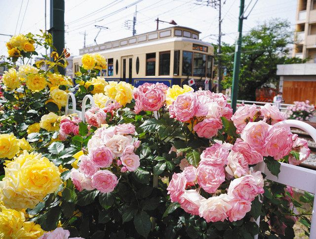 荒川にバラ色の季節 都電沿線に1万3000株 あす10日から花壇巡るスタンプラリーも開催 東京新聞 Tokyo Web