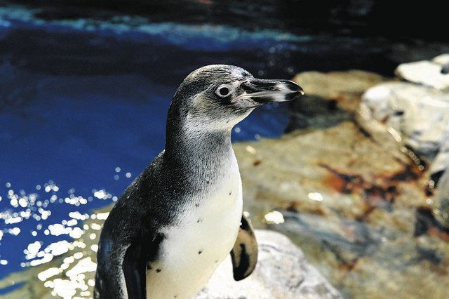 愛称が「イト」に決まったフンボルトペンギン＝新江ノ島水族館提供
