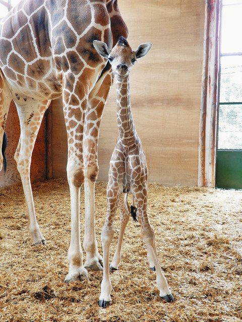 キリンの赤ちゃん誕生 きょうから会えるよ 県こども動物自然公園：東京