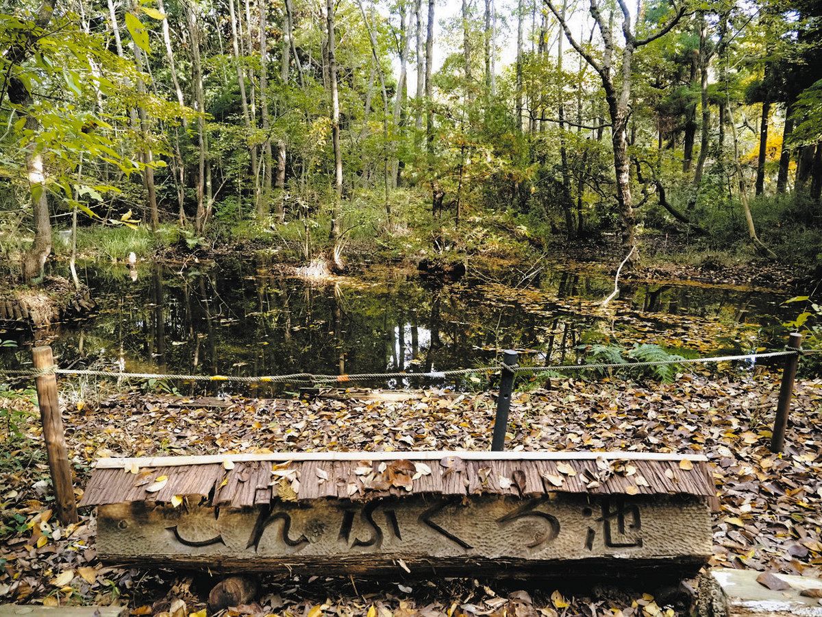 ぷらっと千葉 でこぼこ探訪＞柏・こんぶくろ池 市民が守る湧水の水面 