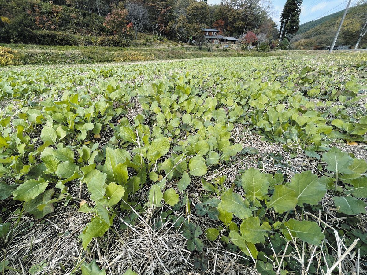 （11月）冬越し