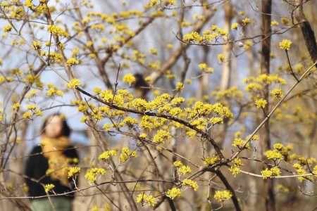 秩父点描 皆野 ムクゲ自然公園 早春彩るサンシュユの花 東京新聞 Tokyo Web