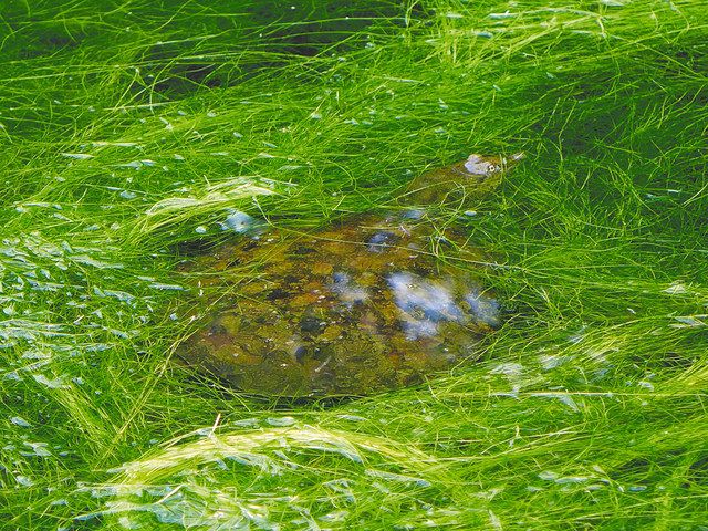 【ツツイトモ】水草の上で甲羅干しをするスッポン＝２０１９年７月撮影
