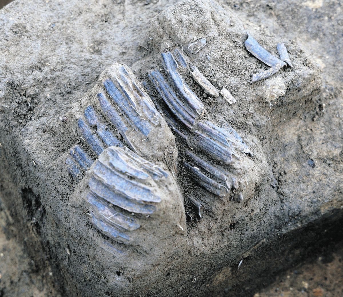 古墳時代後期で初めての確認 吾妻地域からも埋葬馬の歯 金井水頭山B