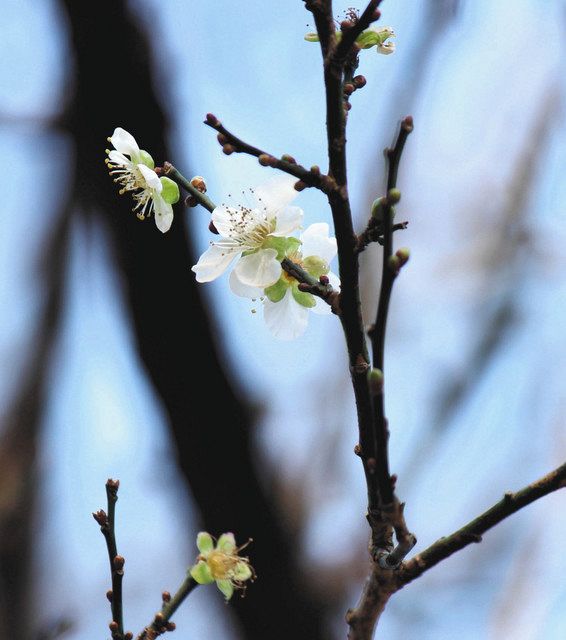 枝先に小さな白い花を咲かせた冬至梅＝熱海市で
