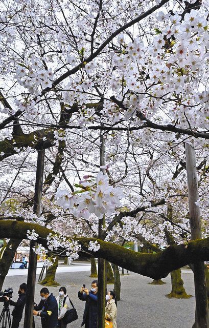 東京都心で桜満開 観測開始以来２位タイの早さ 東京新聞 Tokyo Web
