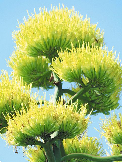 数十年に1度開花、リュウゼツラン 伊豆シャボテン動物公園で見頃
