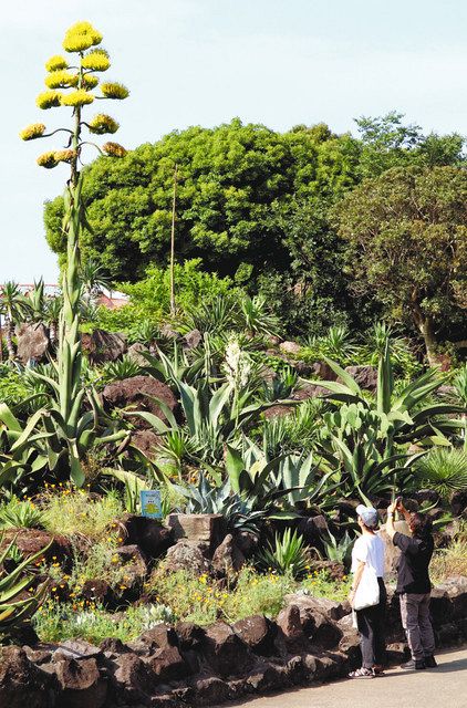数十年に1度開花、リュウゼツラン 伊豆シャボテン動物公園で見頃 数十年に1度開花、リュウゼツラン 伊豆シャボテン動物公園で見頃