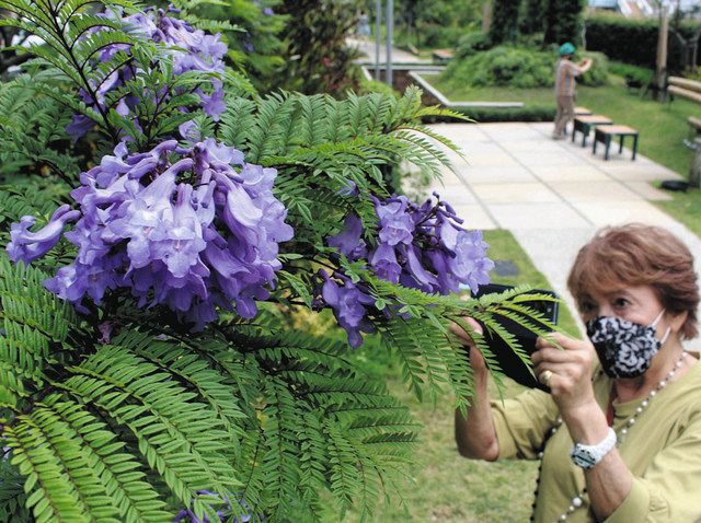 熱海に初夏の訪れ ジャカランダやブーゲンビリアの花 東京新聞 Tokyo Web