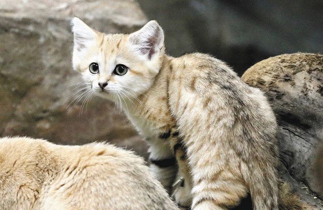 グッズも人気の「スナネコ」の赤ちゃん＝いずれも那須どうぶつ王国で