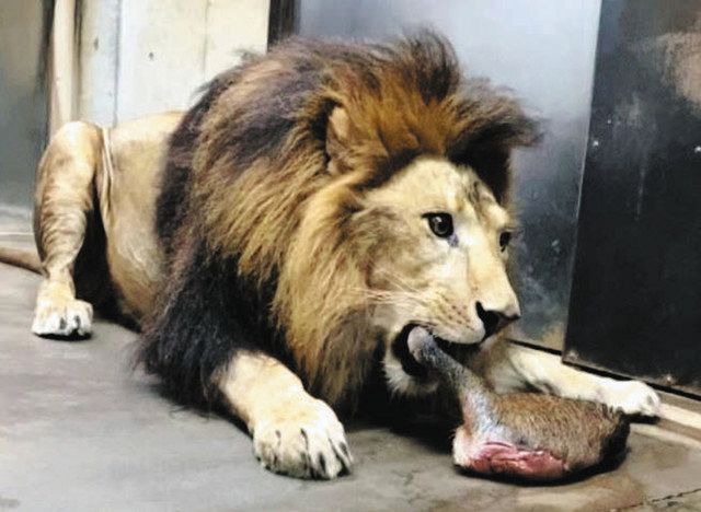 屠体給餌の活動を紹介 駆除のイノシシ肉を有効活用 野生行動引き出し