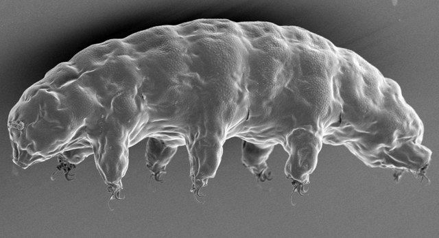 クマムシとは何ですか?, クマムシ 死ぬとき , 地上最強の生物「クマムシ」ってどんな生き物？ – ORKA