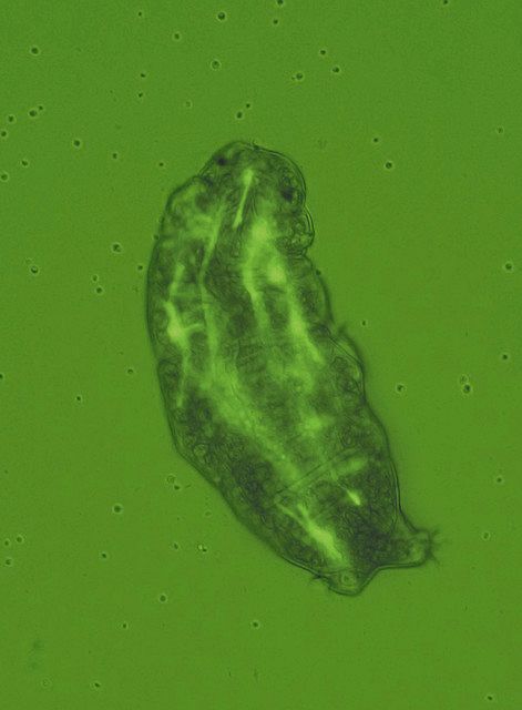 乾眠で生き延びる 水生動物「クマムシ」 生存メカニズム解明へ一歩 :東京新聞デジタル