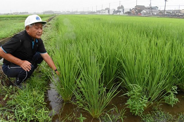稲の生育をみる小倉和夫さん。米価下落により現状は厳しいと説明する＝埼玉県加須市で
