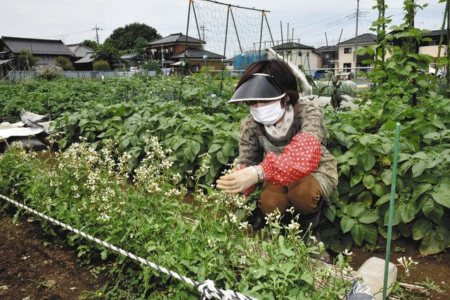 コロナと生きる いばらき 新鮮野菜を満喫 市民農園 つくばみらい市 人気で拡張へ 東京新聞 Tokyo Web
