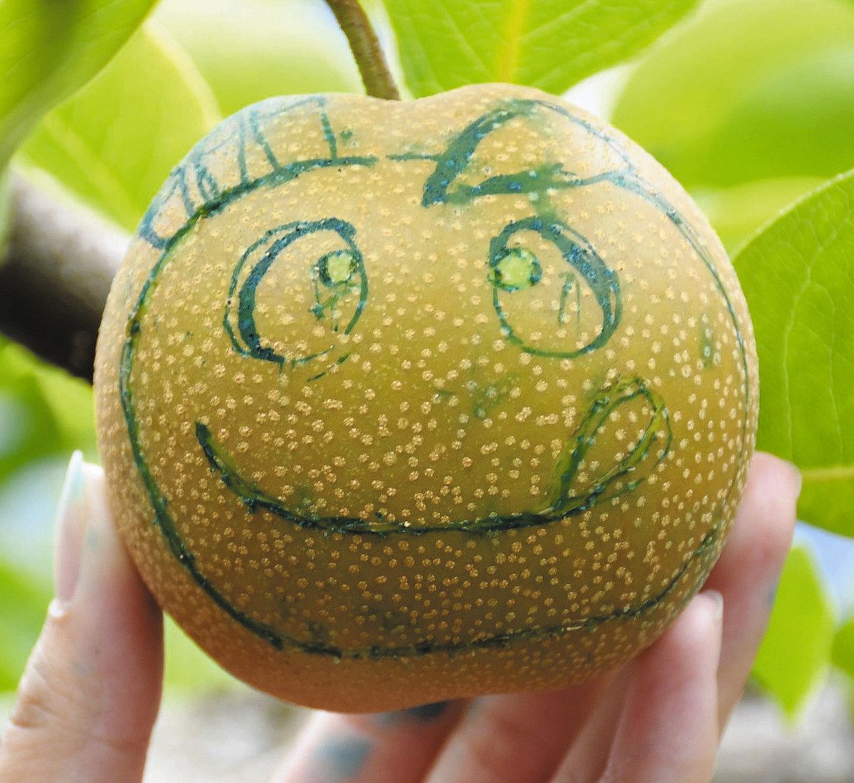 旧アジア　因果切断　レリーフ　1st 3枚セット　KarmaCut 特産ナシをPR 表皮に「かまたん」 鎌ケ谷高生が描く：東京新聞デジタル