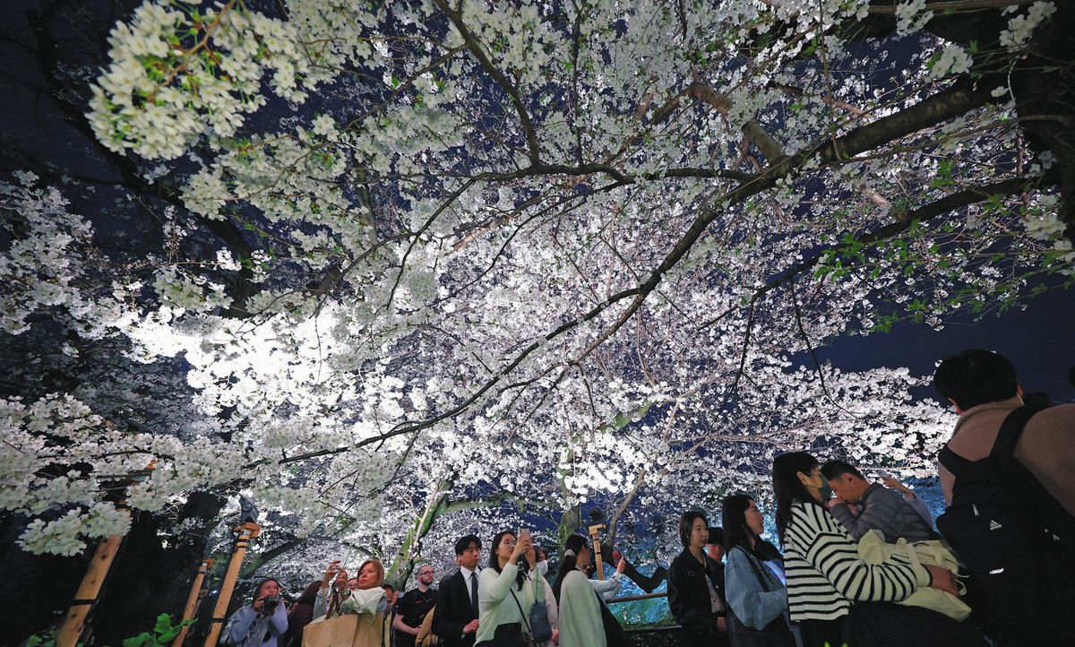 東京都心で桜満開 千鳥ケ淵ではライトアップ：東京新聞デジタル