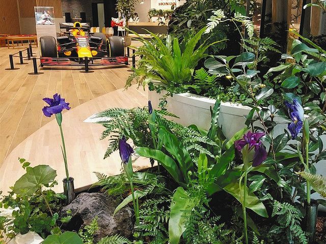 東村山 北山公園 名所のハナショウブ 南青山へ きょうまでｐｒ展示 東京新聞 Tokyo Web