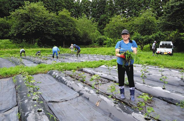 コットン畑で雑草取りをする吉田恵美子さん＝いわき市で
