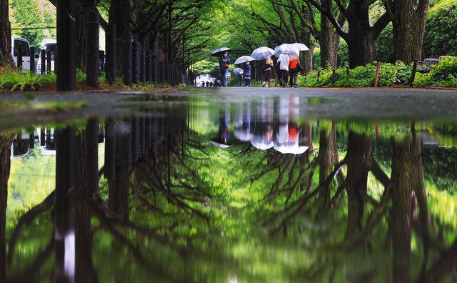 梅雨入りした６月６日の神宮外苑。水たまりにいちょう並木の緑が映り込んでいた＝港区で