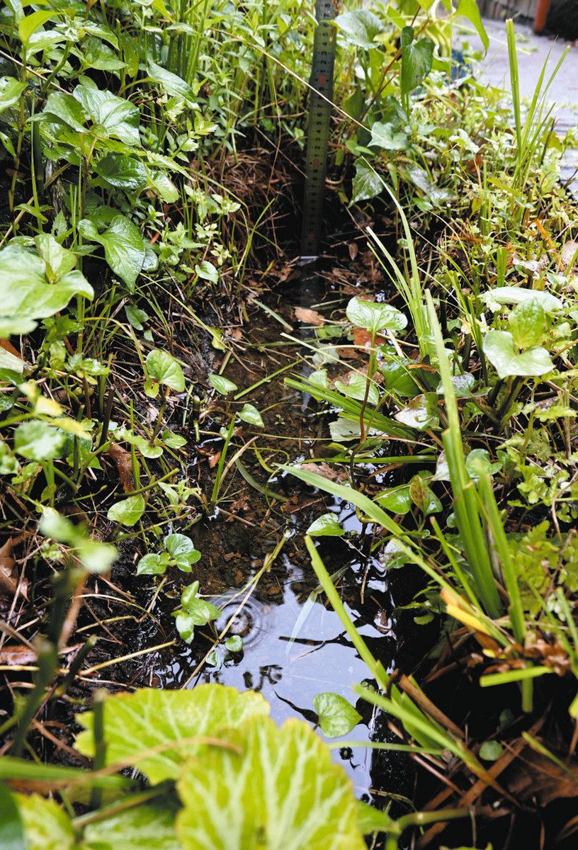 洪水を増やすコンクリの庭を変える「雨庭」東京都区部で挑戦 手間をプラスに変えるには：東京新聞デジタル