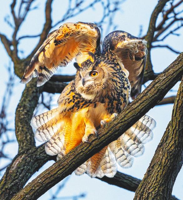 NYの空を飛ぶ新しい人気者って… 息苦しい都会人が共感？SNSで人気沸騰