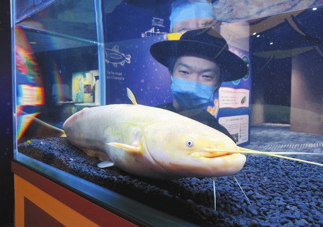 カワスイで展示される多摩川で釣れた黄金ナマズ「たまずん」＝川崎区で
