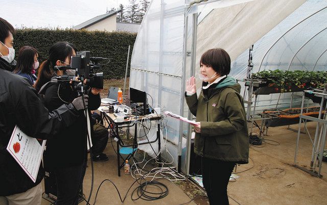 "Online strawberry picking" held in January last year (provided by Mooka City, Tochigi Prefecture)