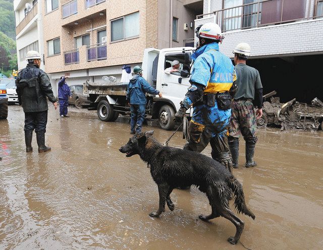 安否不明者の捜索をする災害救助犬