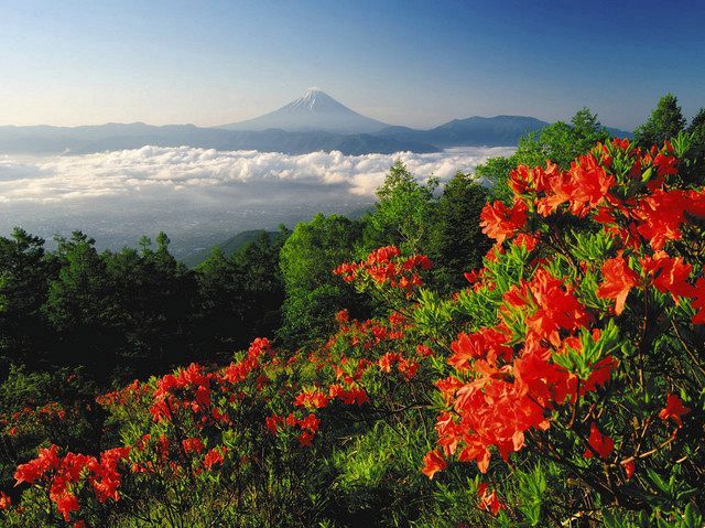韮崎市の名所、甘利山から見た富士山。今月、レンゲツツジが見ごろです（韮崎市観光協会提供）