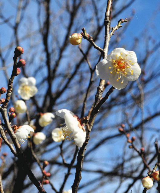 日野の梅 風情楽しむ：東京新聞デジタル