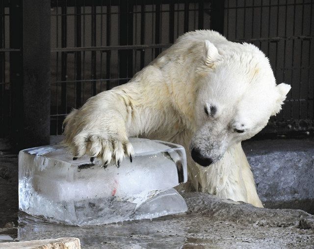 生きもの編 毎日暑い 白クマ にアイス 東京新聞 Tokyo Web