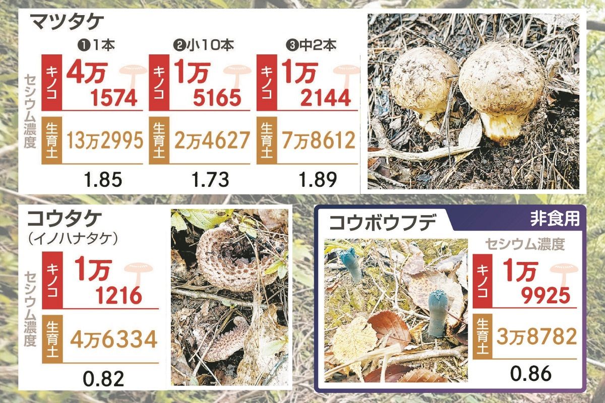 原発事故で汚染された野生キノコ 現在の「放射性セシウム濃度」を調べ