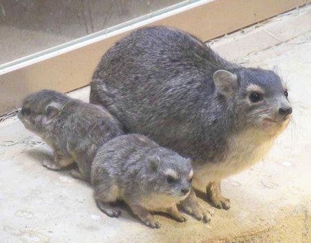 キボシイワハイラックスの赤ちゃん誕生 県こども動物自然公園：東京