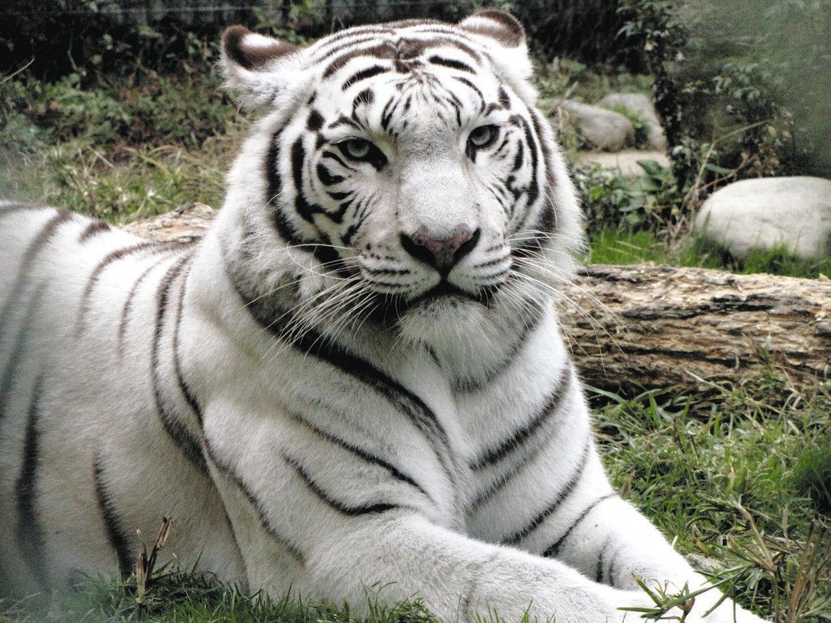 東武動物公園 国内最高齢ホワイトタイガー「カーラ」20歳に 人間