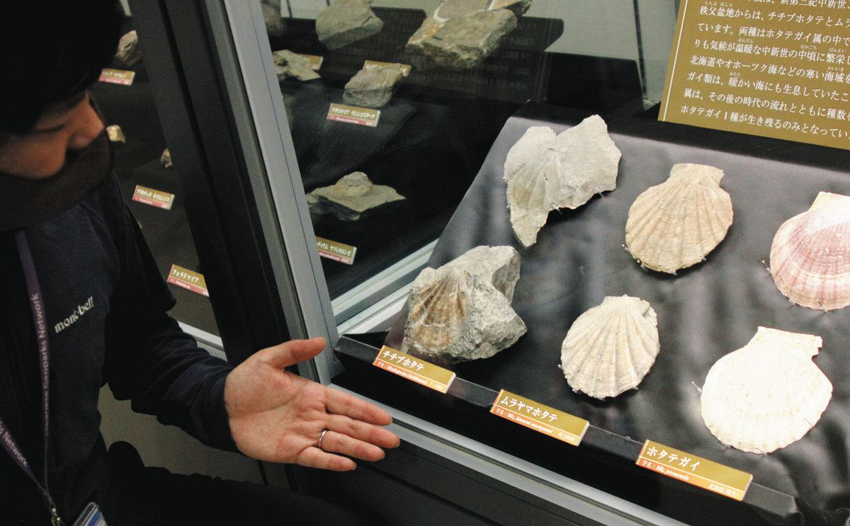 海なし県に広がる貝の世界 古生代～新生代化石90種 埼玉県立自然の