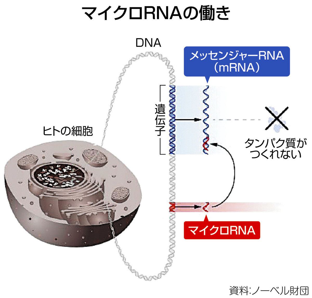 生命現象の陰の支配者 「マイクロRNA」発見者2人にノーベル賞 遺伝子の