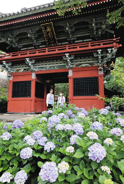 雨引観音」彩るアジサイ5000本 桜川で見頃 24日から「水中華」も：東京